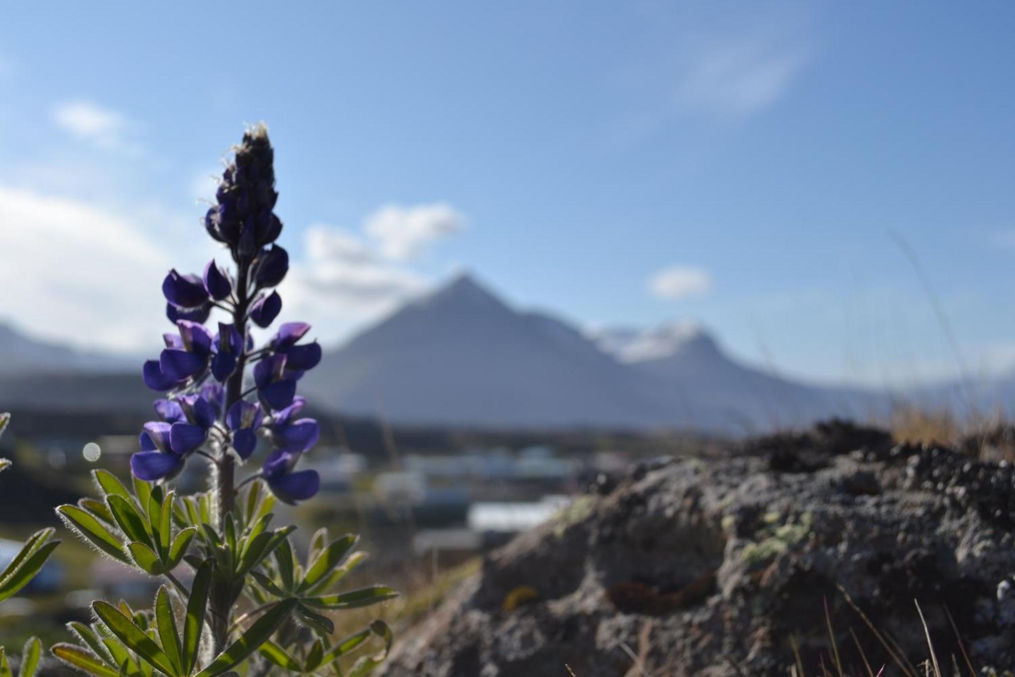 Hotel Framtid Djúpivogur エクステリア 写真
